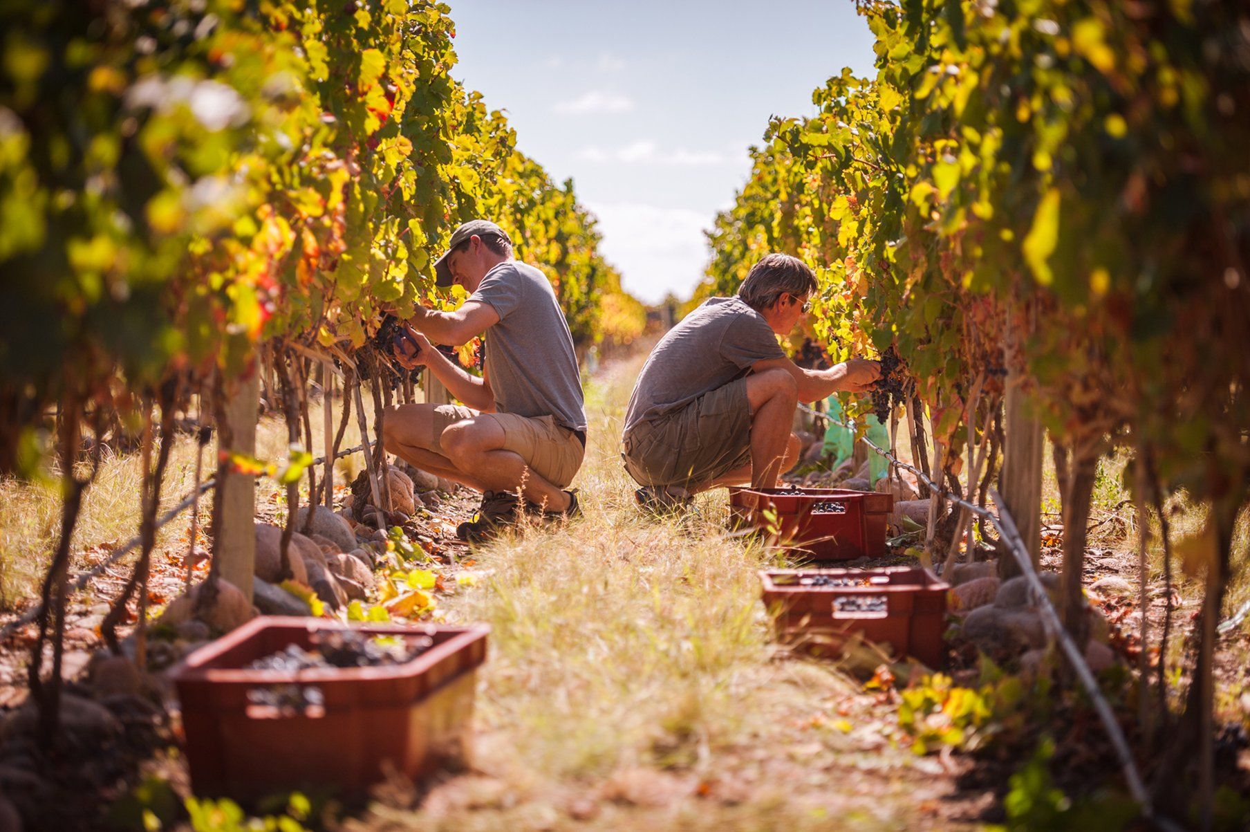 The Vines Resort & Spa Los Sauces  Eksteriør billede