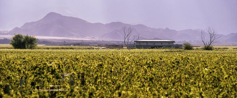 The Vines Resort & Spa Los Sauces  Eksteriør billede